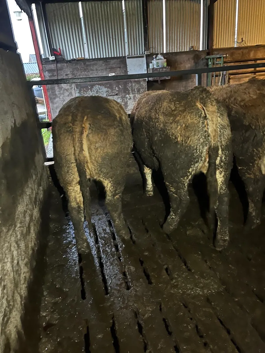 🌲🎅NEWSFLASH !!! CLONES MART🎅🌲 - Image 4