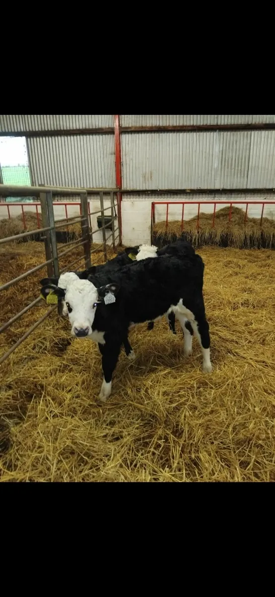 4 whitehead calves for sale - Image 1