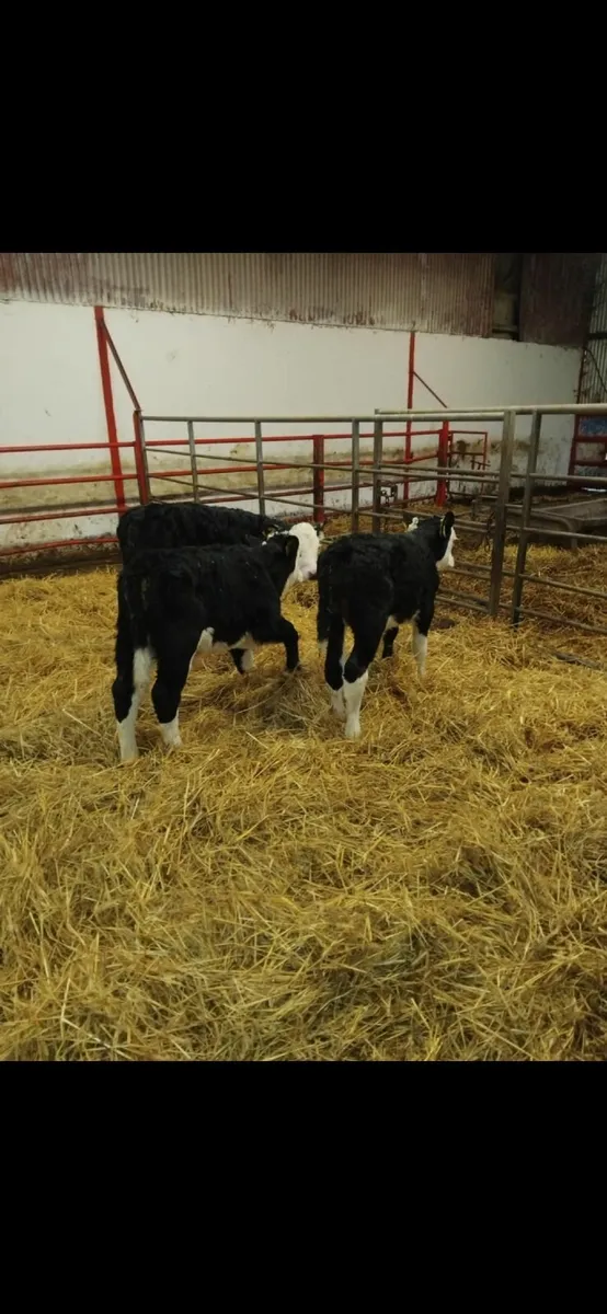 4 whitehead calves for sale - Image 2