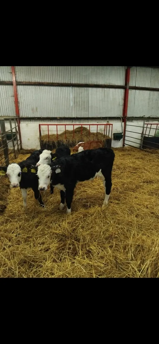 4 whitehead calves for sale - Image 3