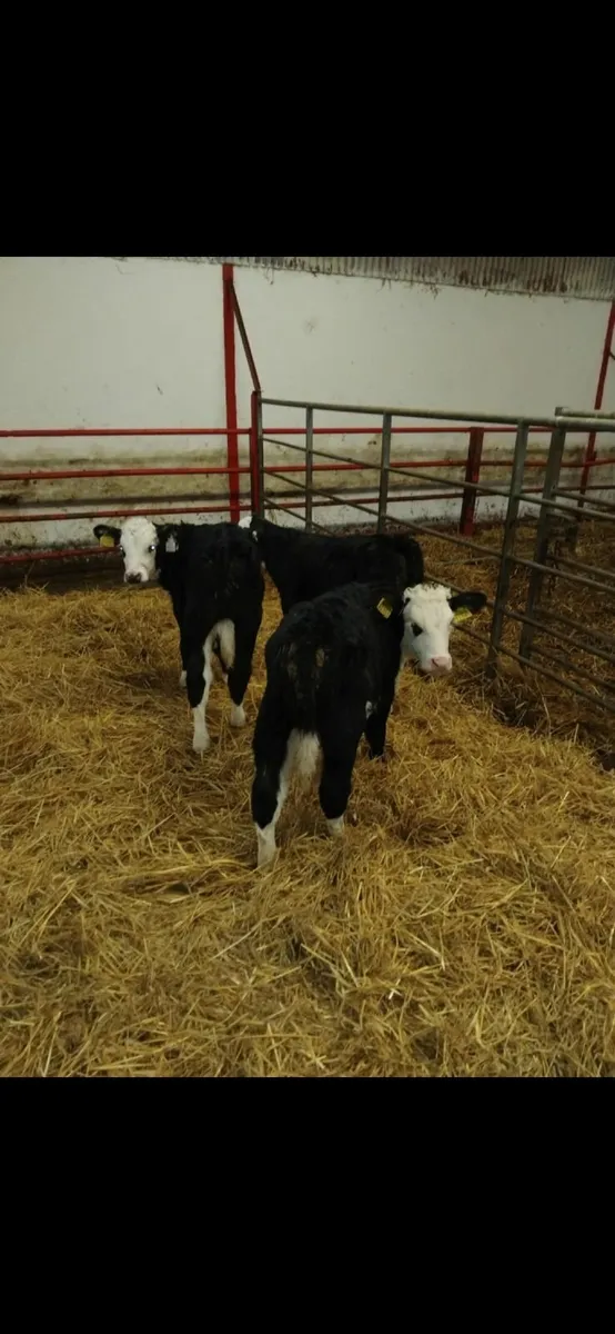 4 whitehead calves for sale - Image 4