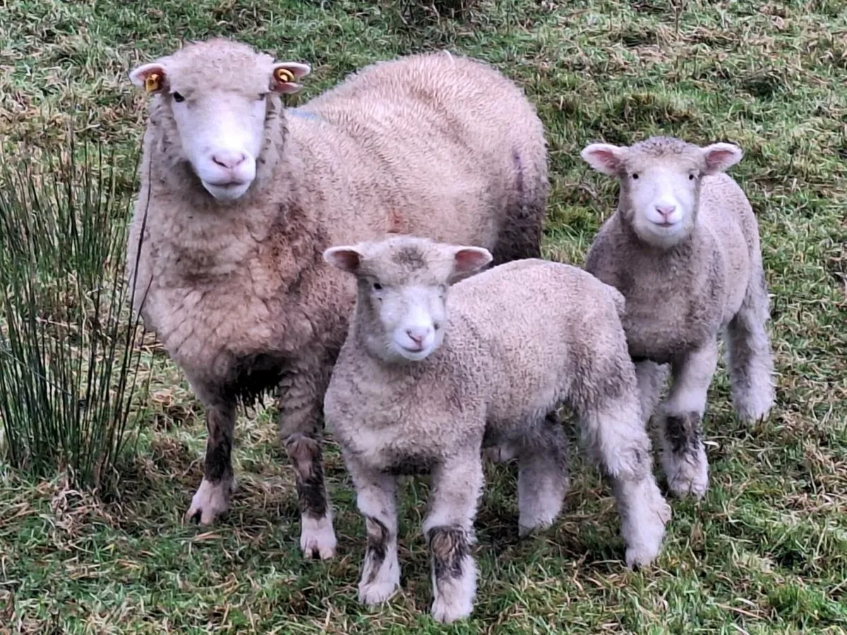 ⭐️Ewes and lambs ⭐️ - Image 1