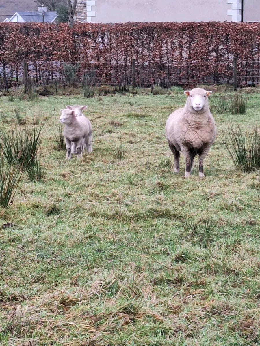 ⭐️Ewes and lambs ⭐️ - Image 2