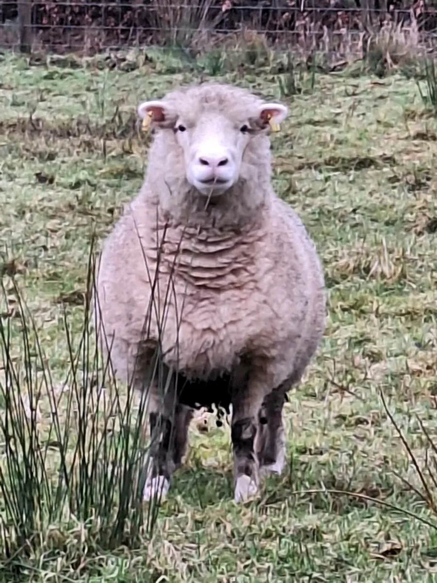 ⭐️Ewes and lambs ⭐️ - Image 3