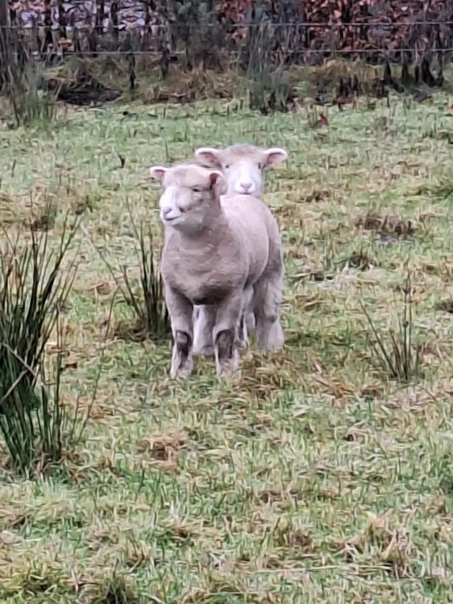 ⭐️Ewes and lambs ⭐️ - Image 4