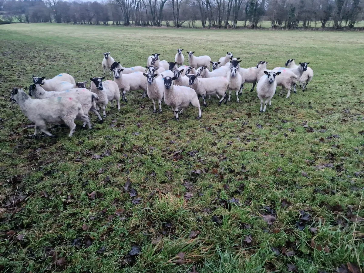 Mule Ewe Lambs - Image 2