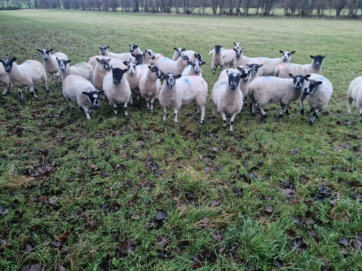 Mule Ewe Lambs - Image 1