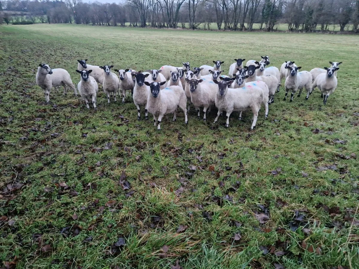 Mule Ewe Lambs - Image 4