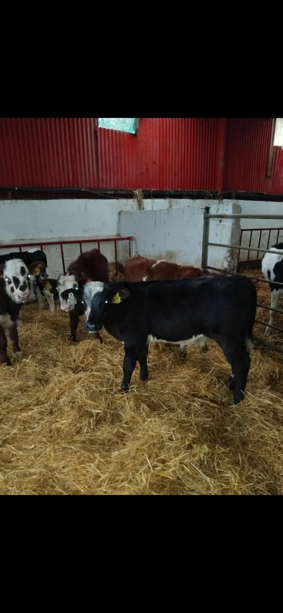 Weaned calves for sale - Image 1