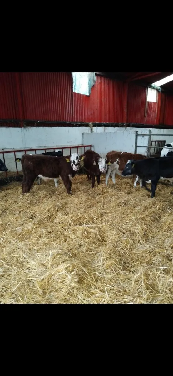 Weaned calves for sale - Image 2
