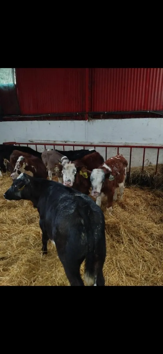 Weaned calves for sale - Image 3