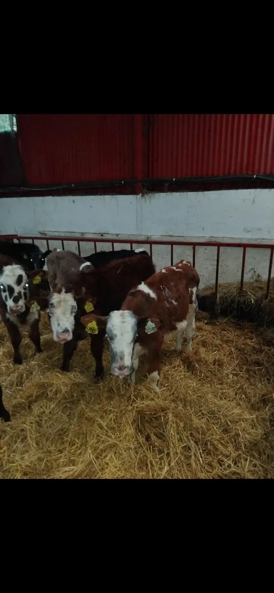 Weaned calves for sale - Image 4
