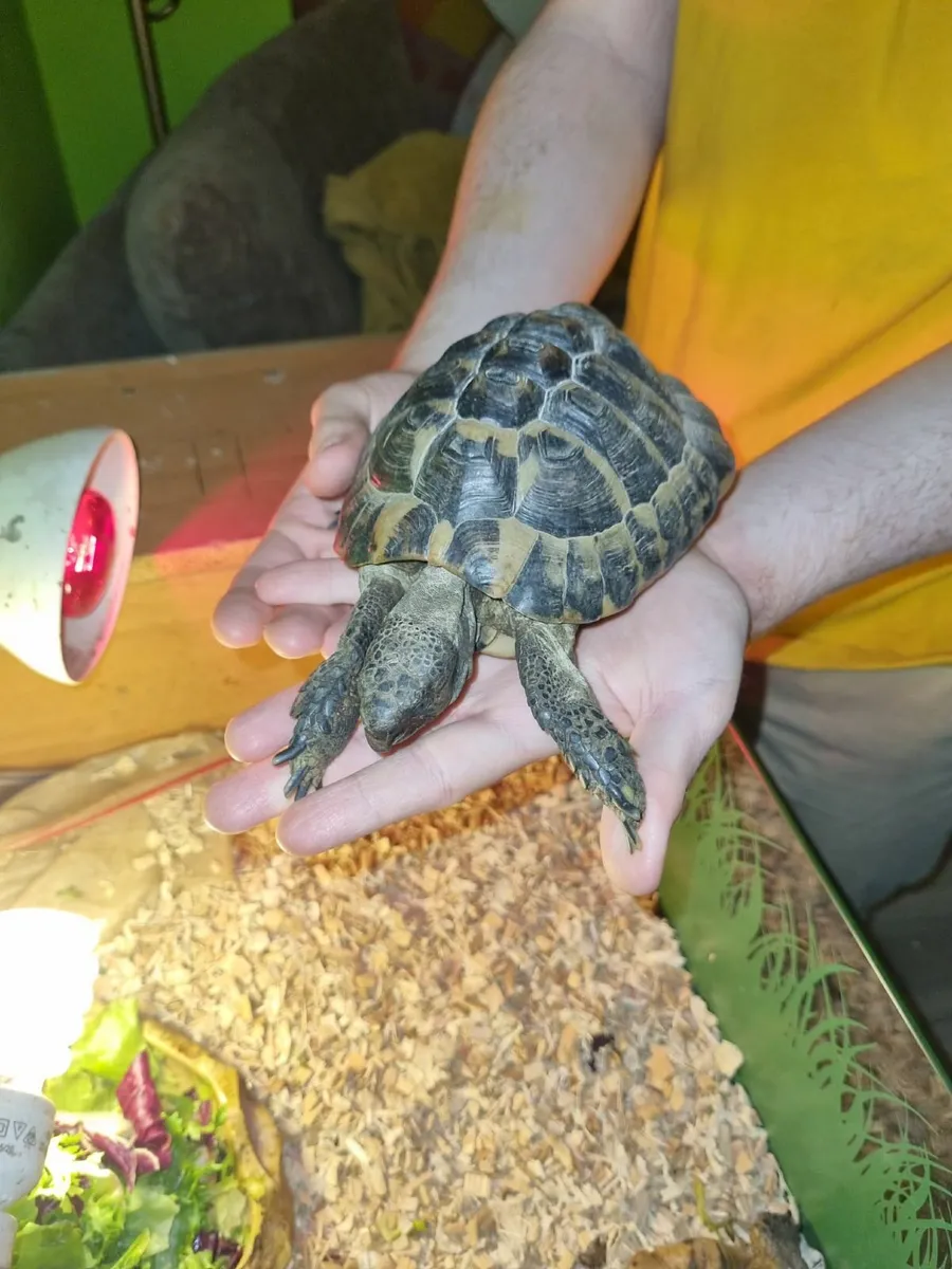 Hermann’s Tortoises Pair – Passports included - Image 4