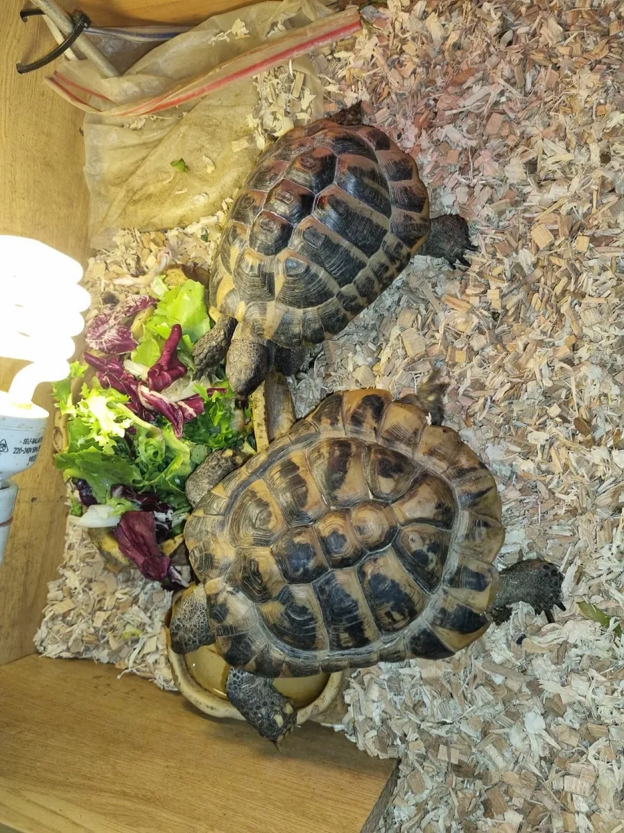 Hermann’s Tortoises Pair – Passports included - Image 1