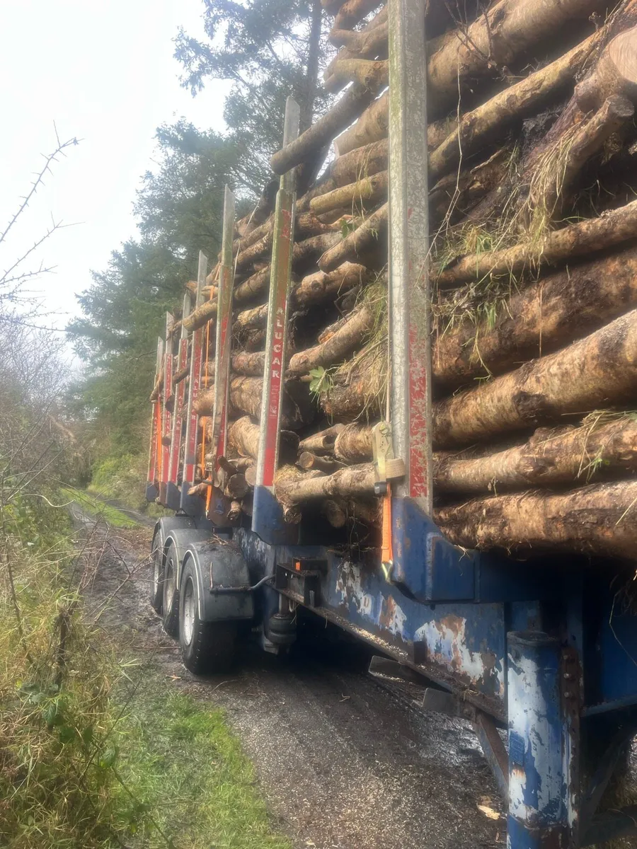Artic load ash timber - Image 4
