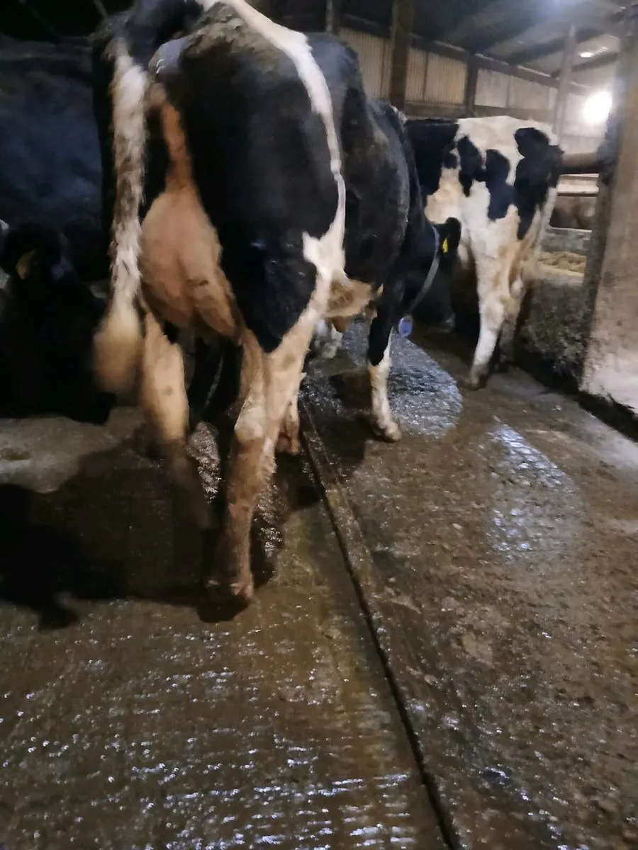 Dairy heifers - Image 2