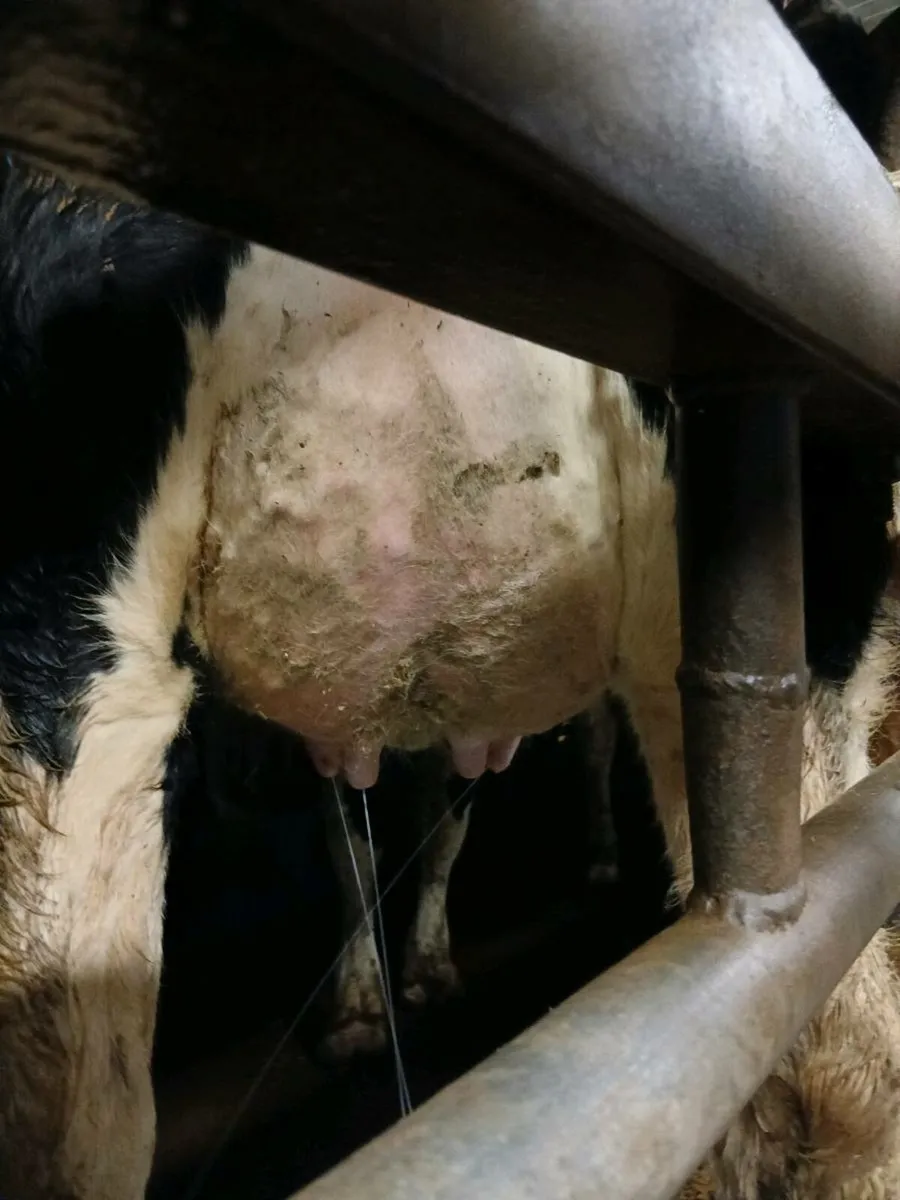 Dairy heifers - Image 3