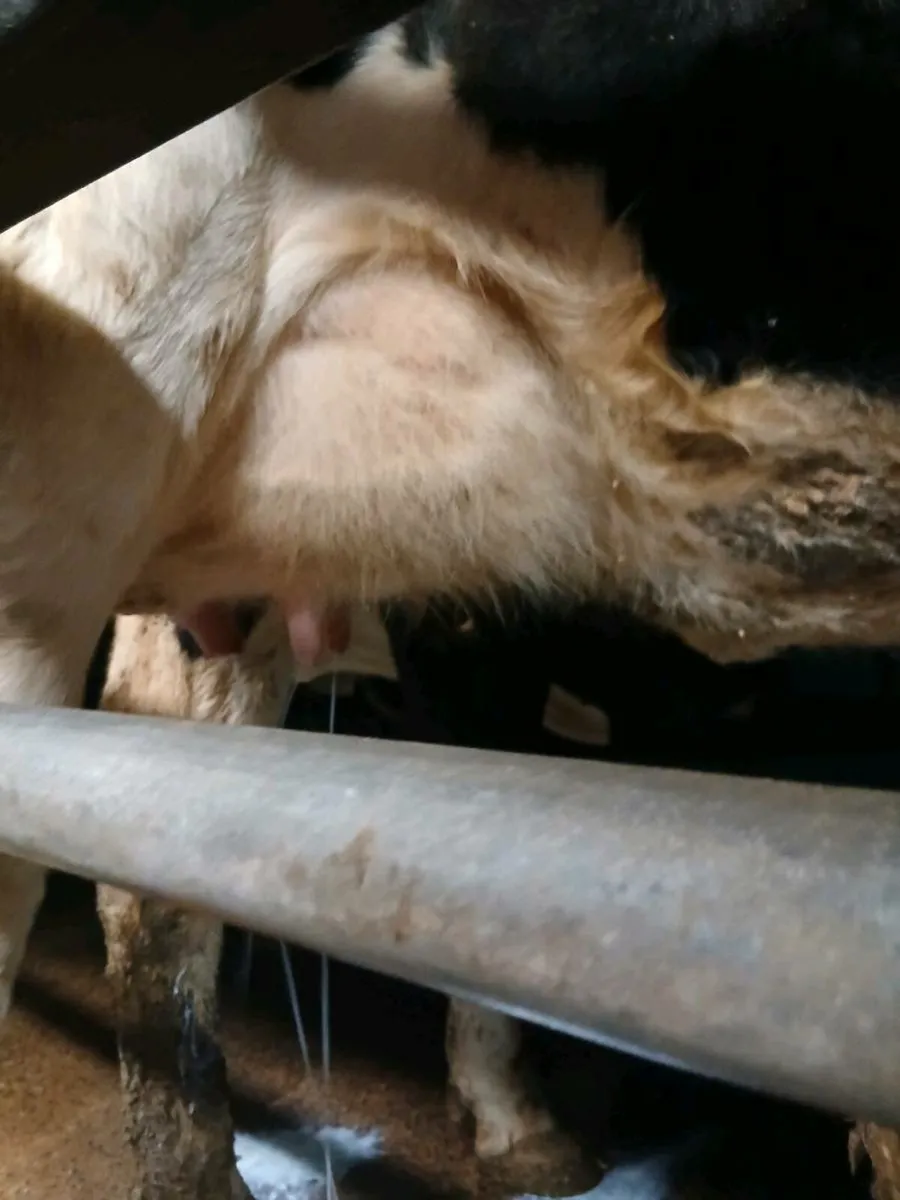 Dairy heifers - Image 4