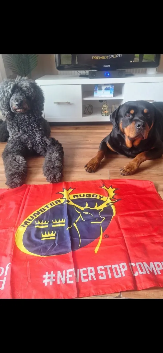 Munster v leinster tickets wanted