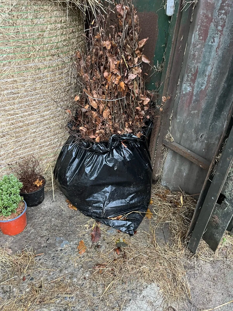 Beach hedging - Image 1