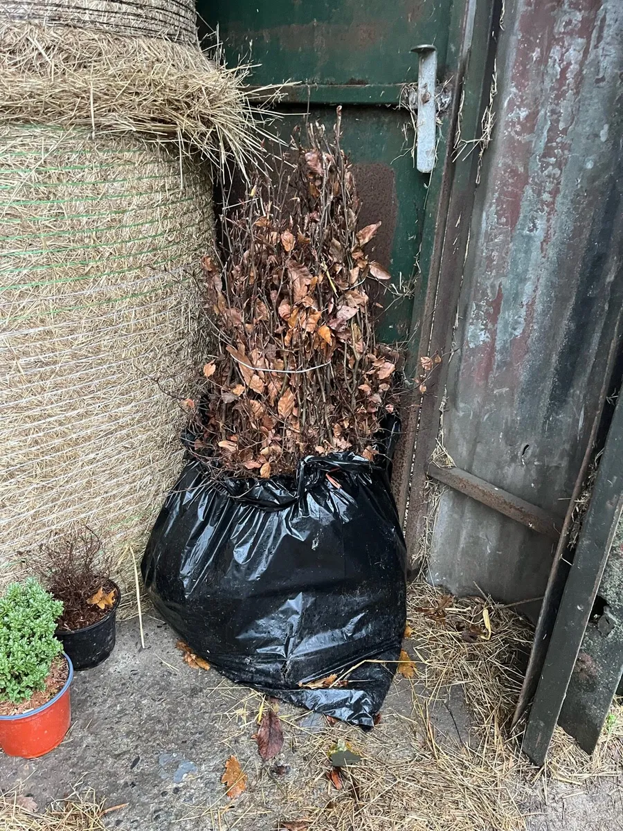 Beach hedging - Image 2