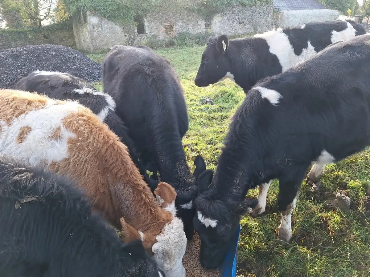 13 Maiden heifers - Image 1