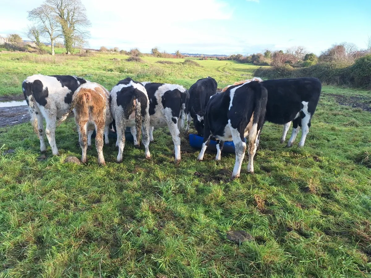 13 Maiden heifers - Image 2