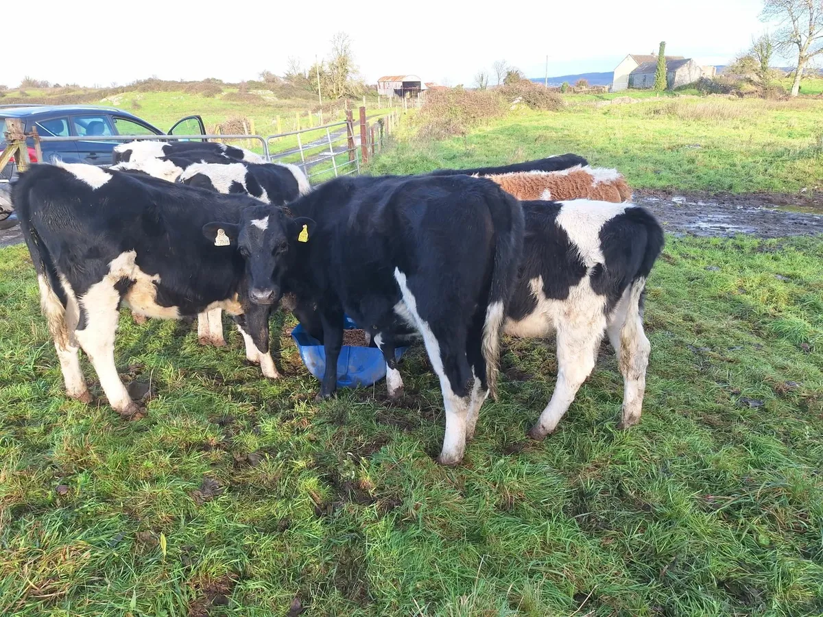 13 Maiden heifers - Image 3