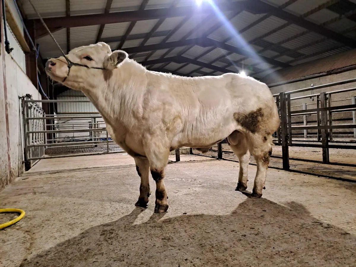 PBR Belgian blue bull - Image 1