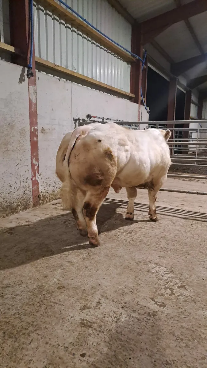 PBR Belgian blue bull - Image 2