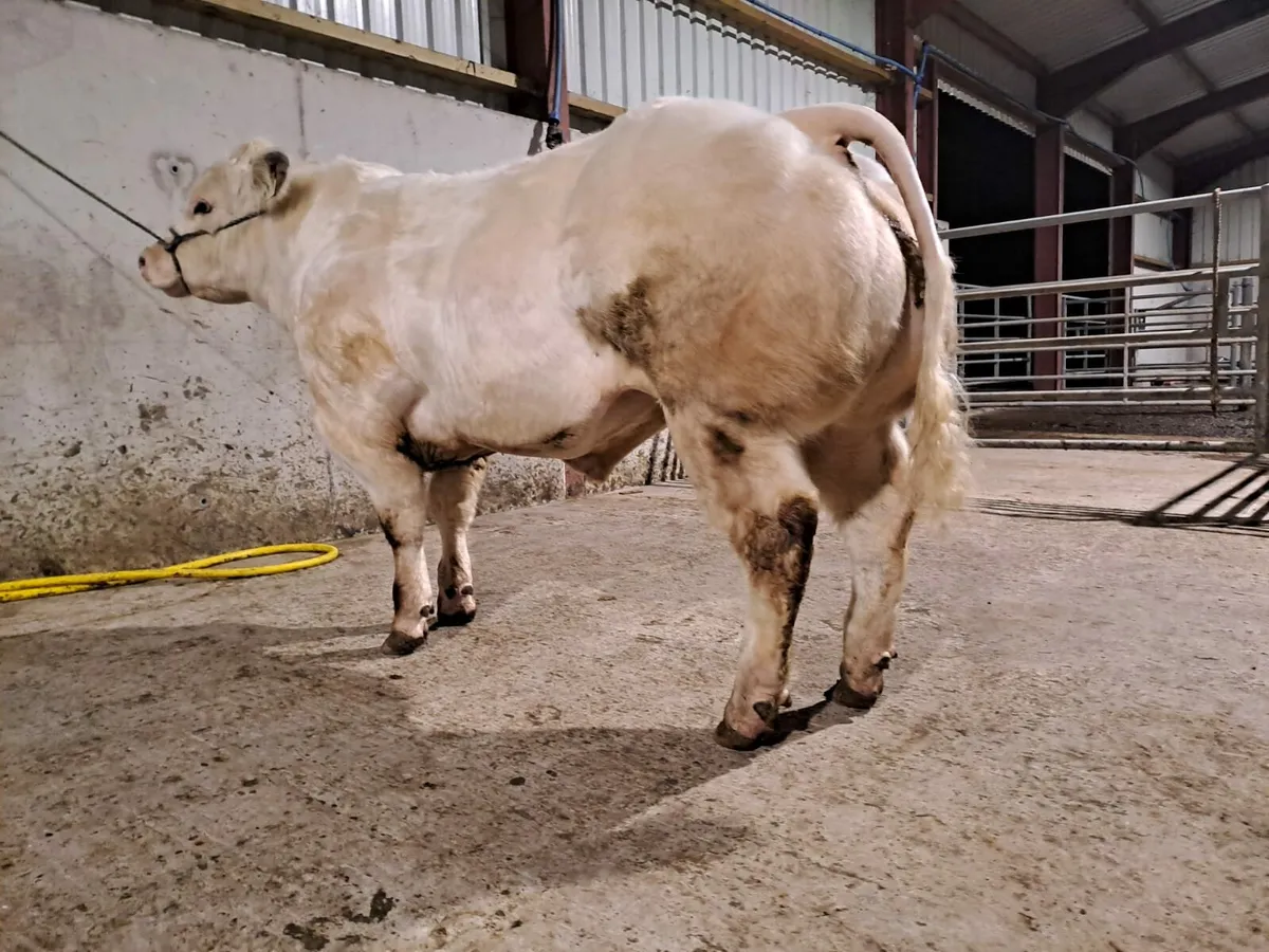 PBR Belgian blue bull - Image 3