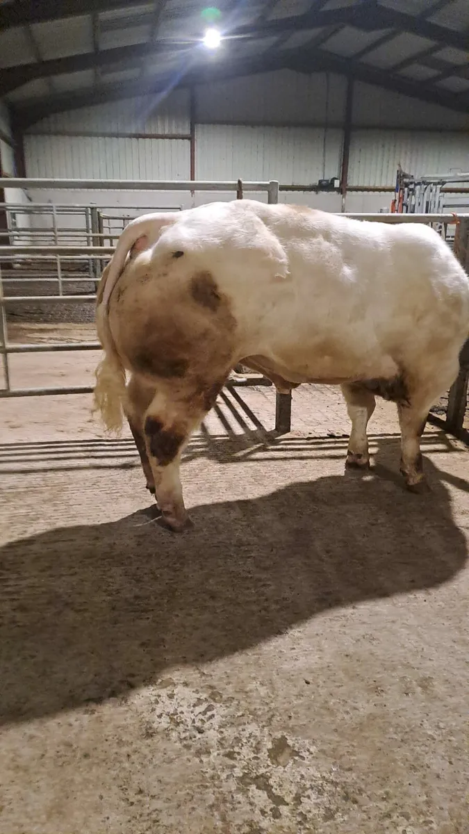 PBR Belgian blue bull - Image 4