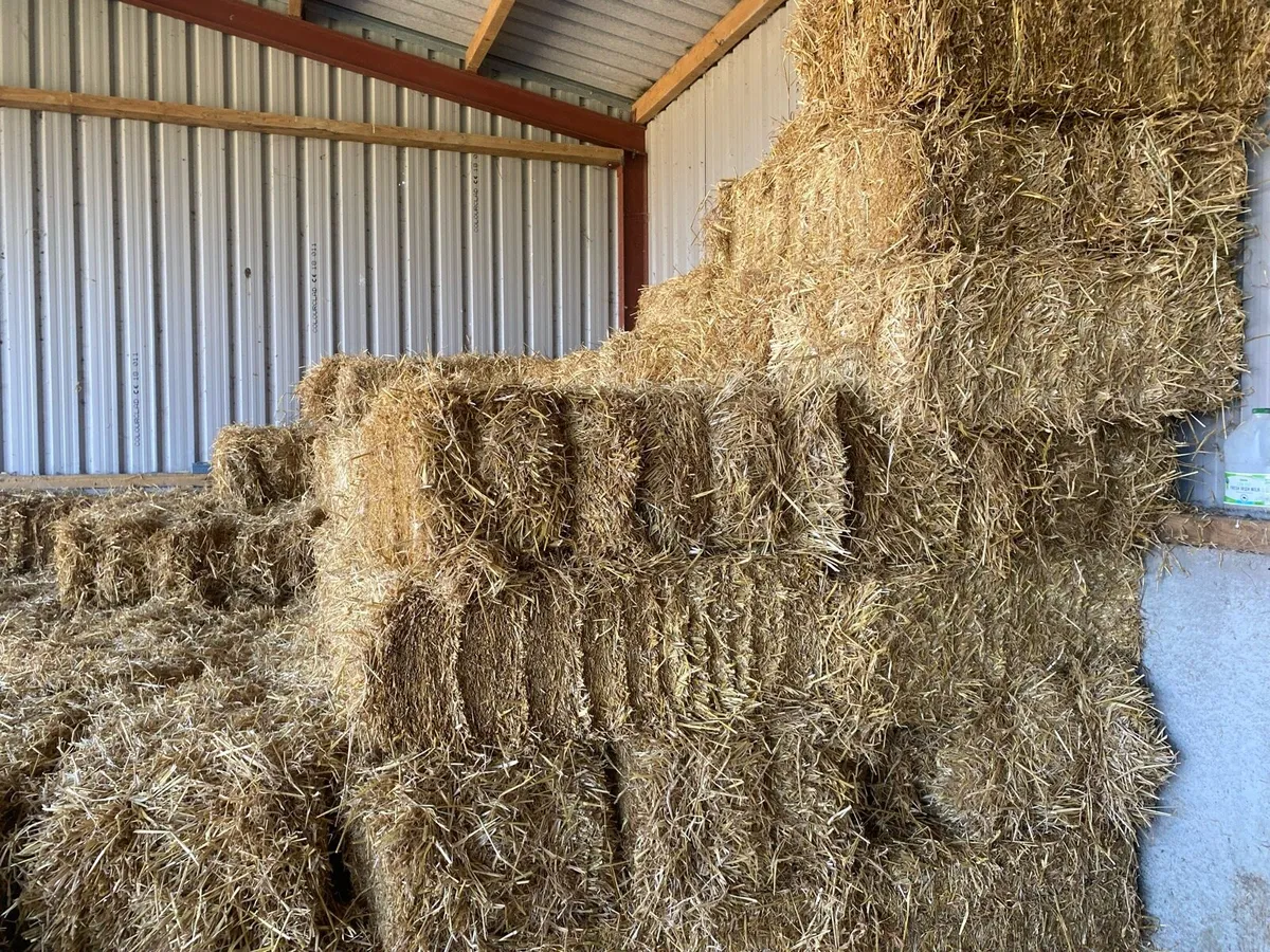 Small Squares barley straw - Image 1