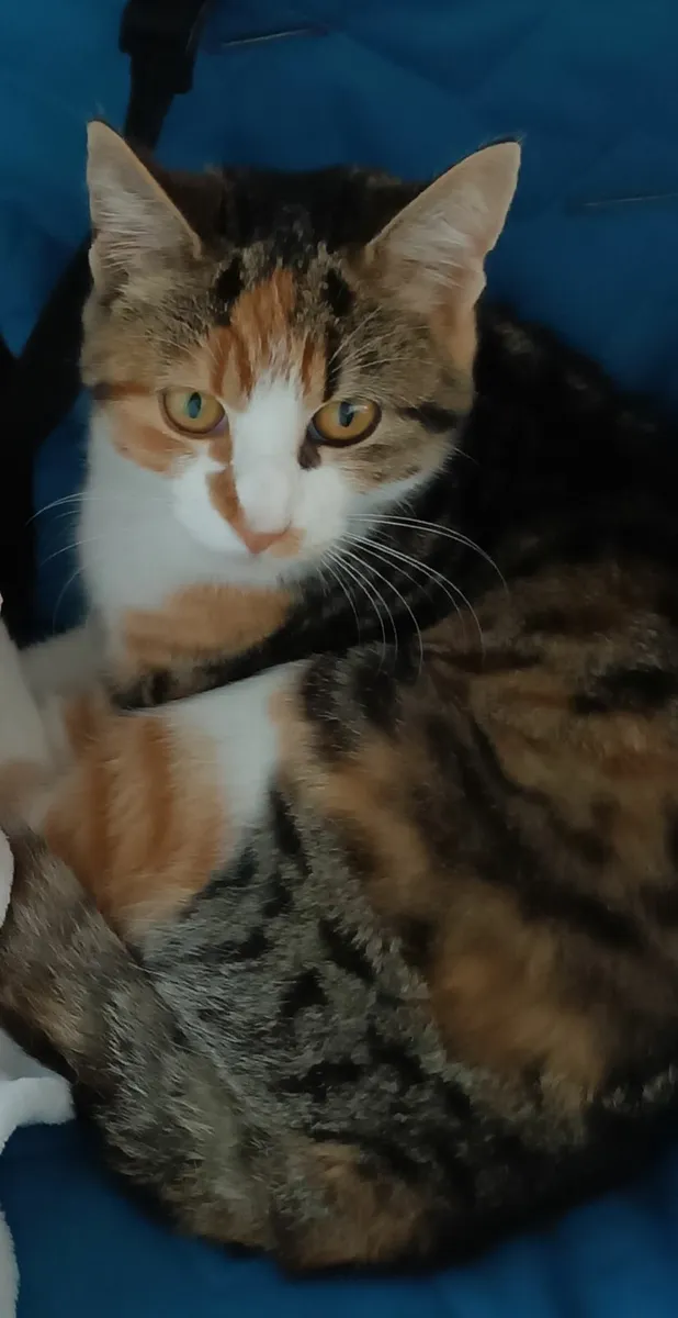 Friendly Cat - Image 2