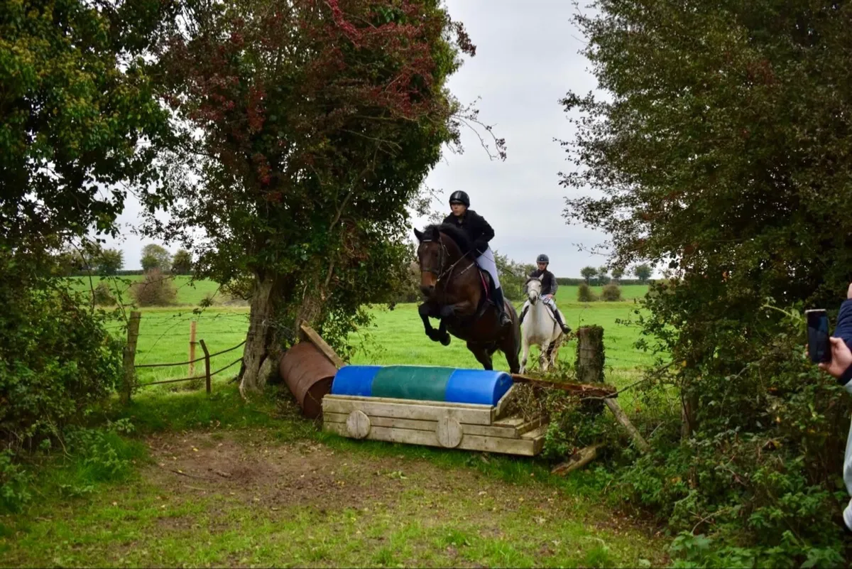 16.2  7 Year Old Irish Sport Horse Mare - Image 4