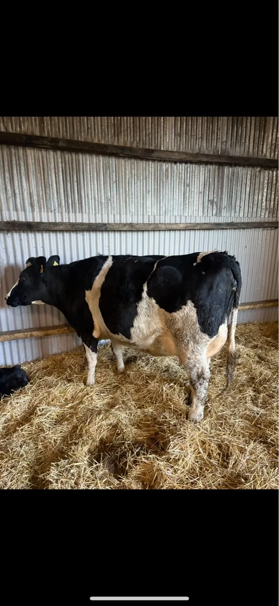 Friesian heifers - Image 1