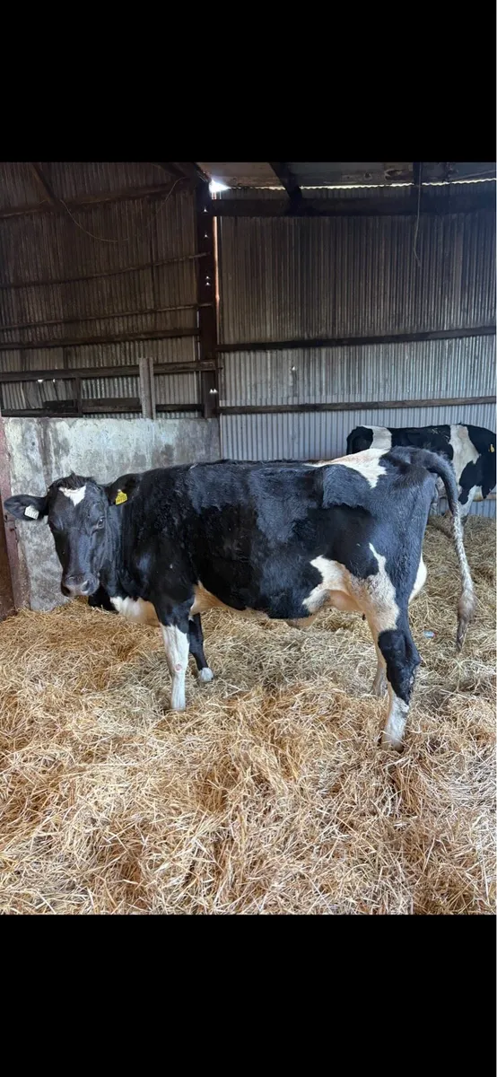 Friesian heifers - Image 2