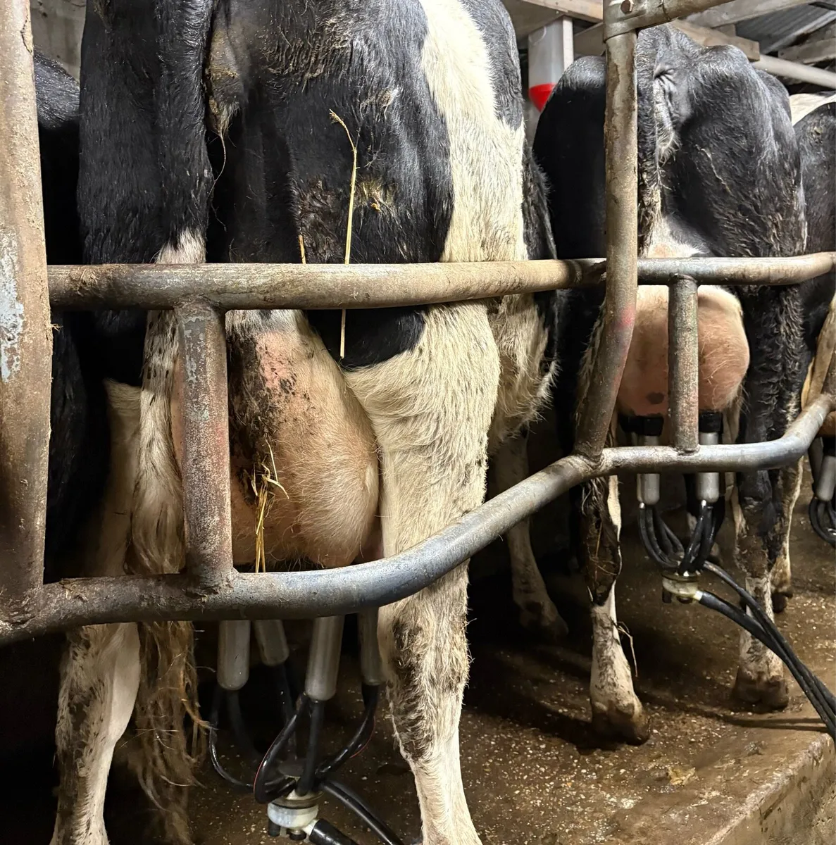 Friesian heifers - Image 3