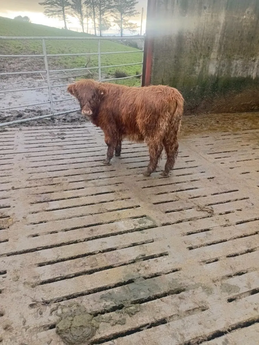 Highland heifer