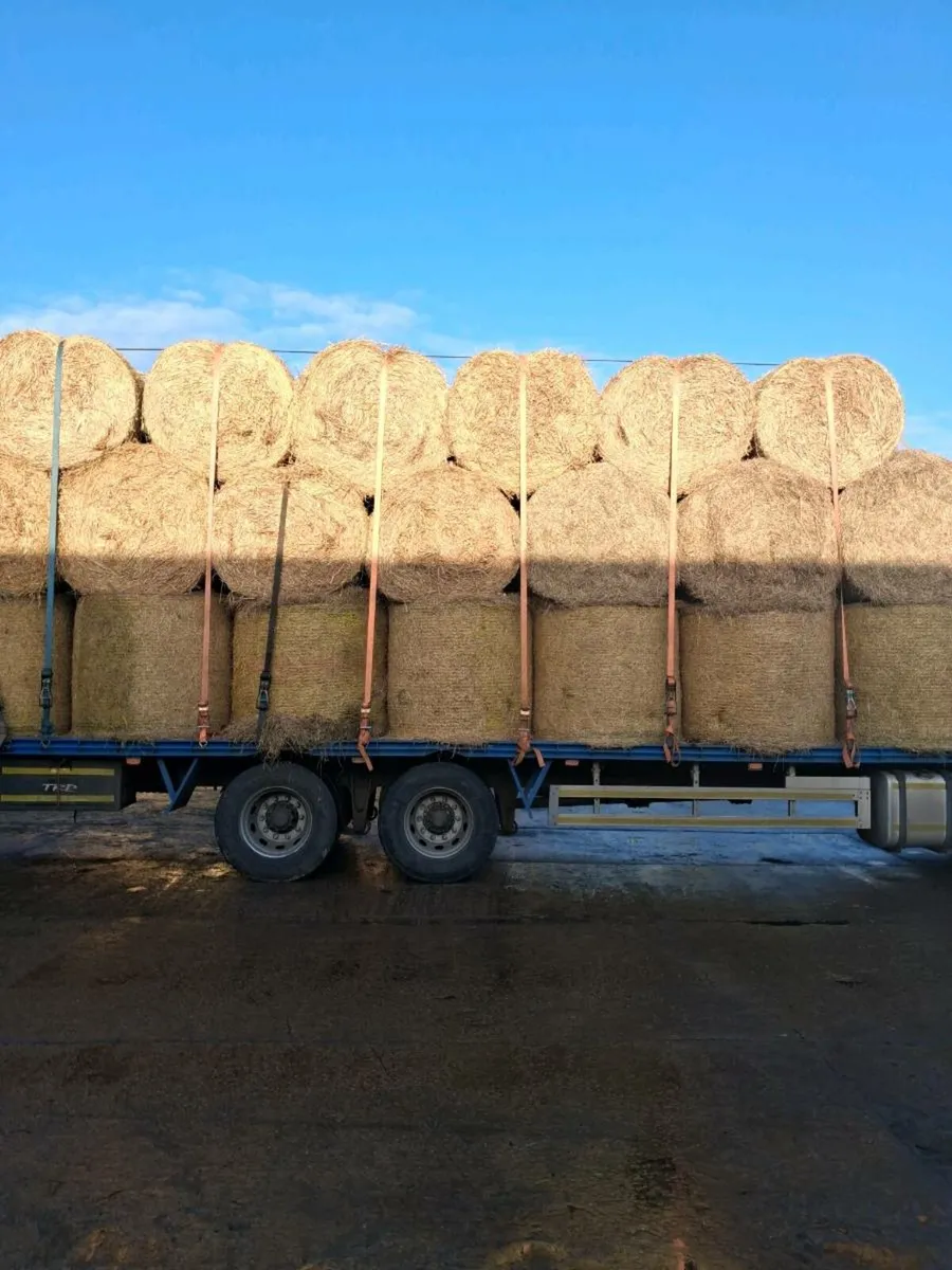 GOLDEN STRAW & GREEN HAY - Image 3