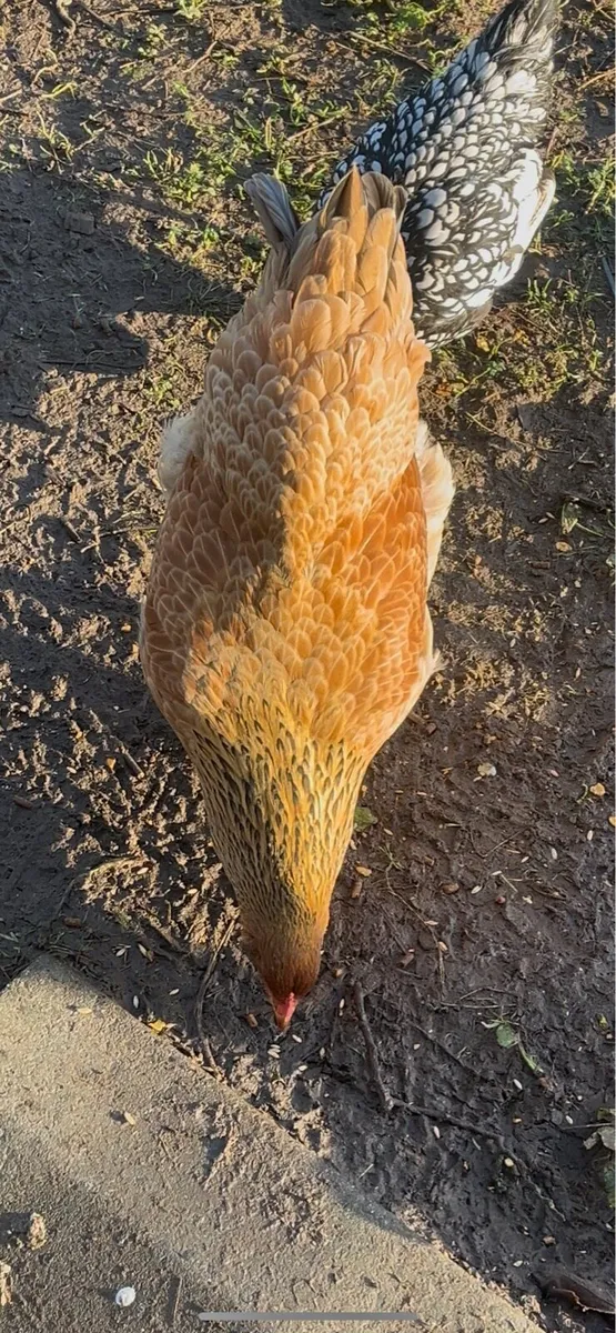 Broody bantams + Brahma pairs - Image 1