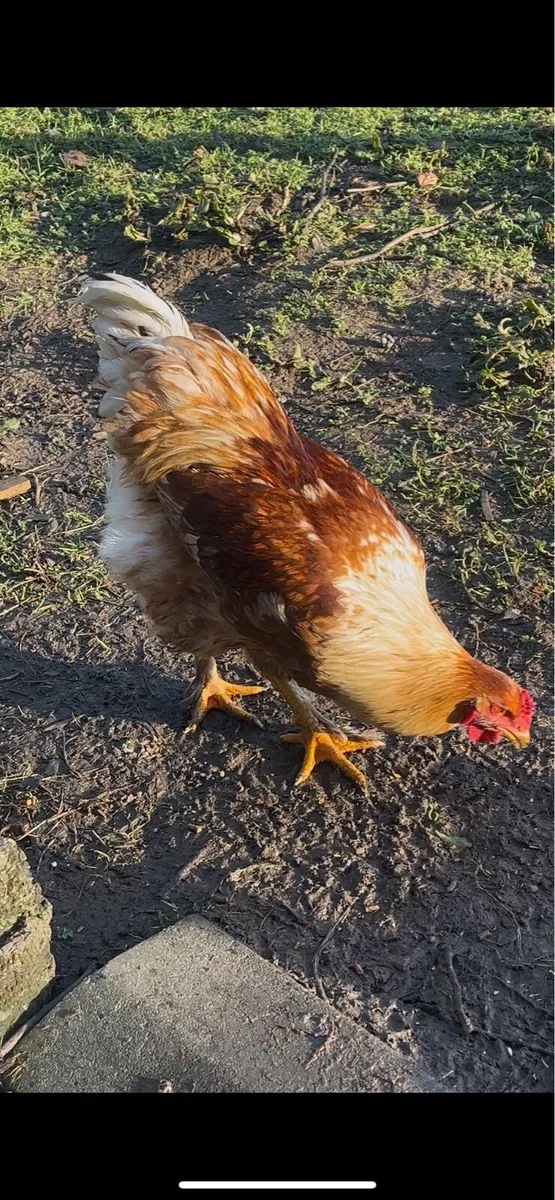 Broody bantams + Brahma pairs - Image 2