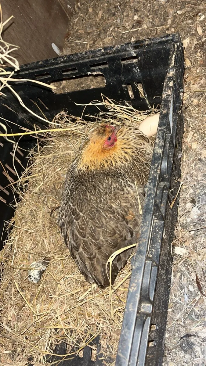 Broody bantams + Brahma pairs - Image 3