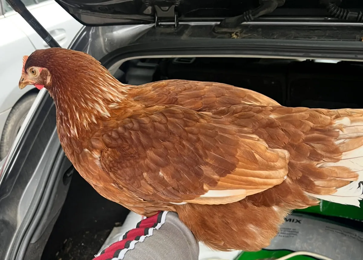 Broody bantams + Brahma pairs - Image 4