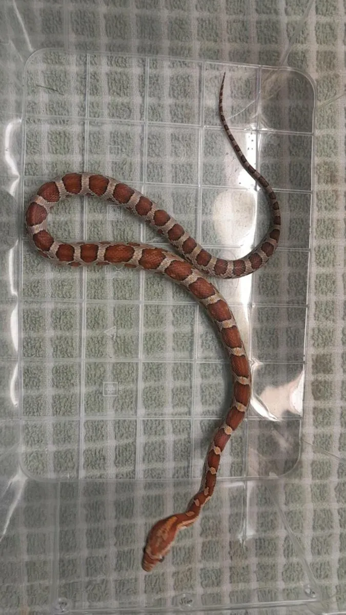Corn Snakes 🐍 - Image 2