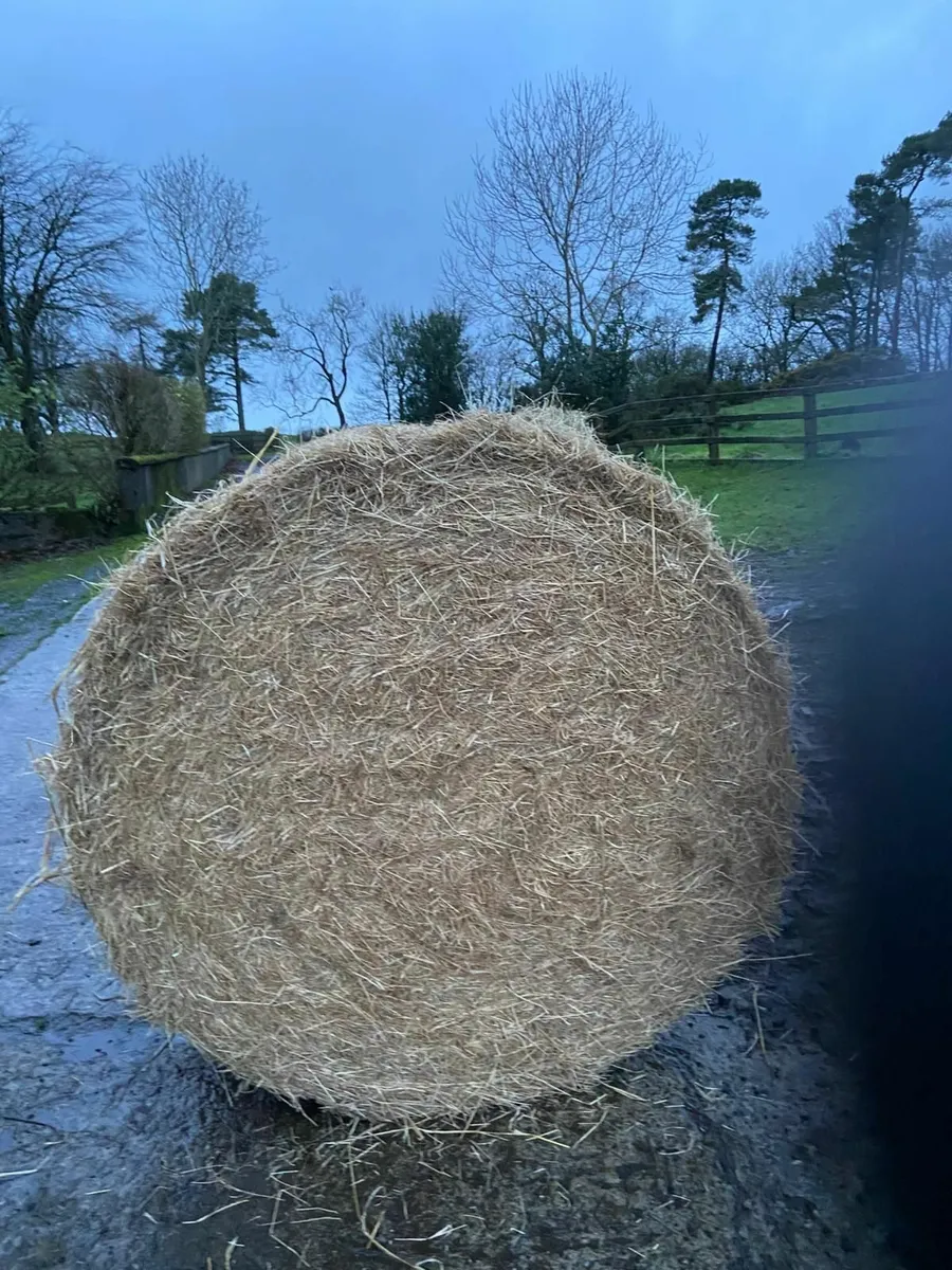 Round Bale Hay June 2025 - Image 2