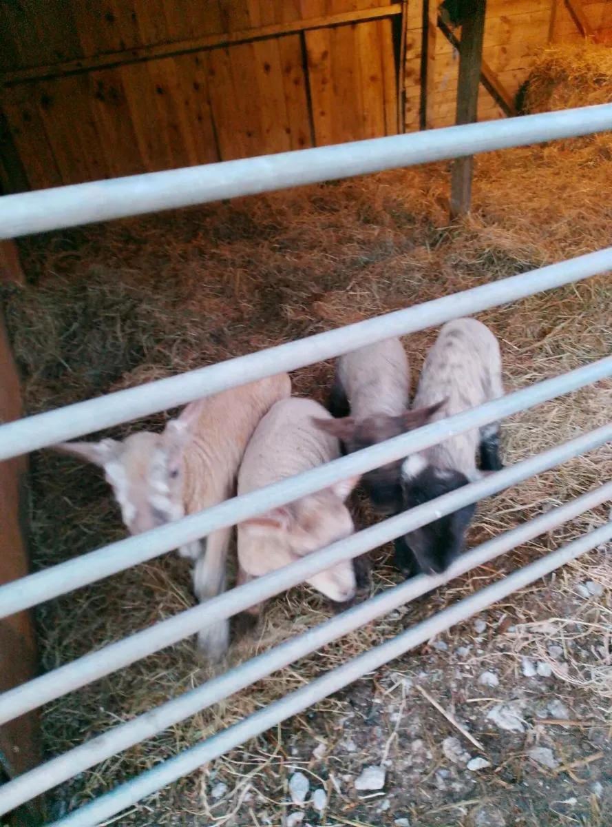Pet lambs - Image 1