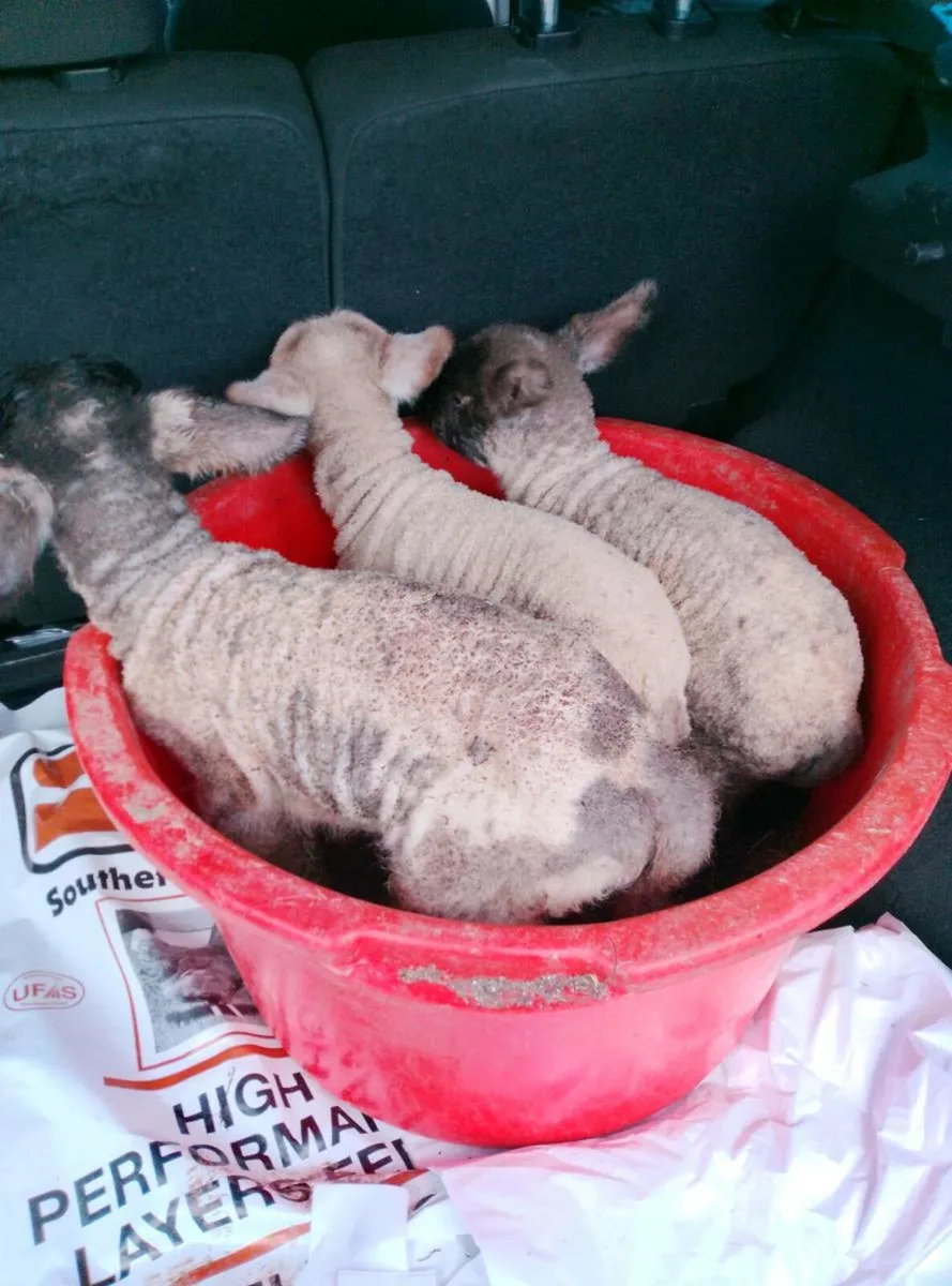 Pet lambs - Image 2
