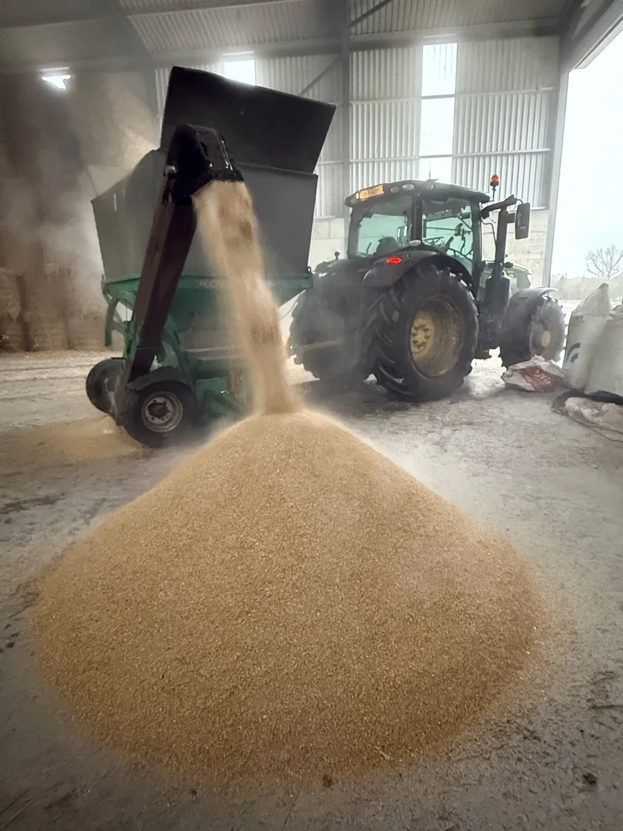 Rolled wheat and barely - Image 2