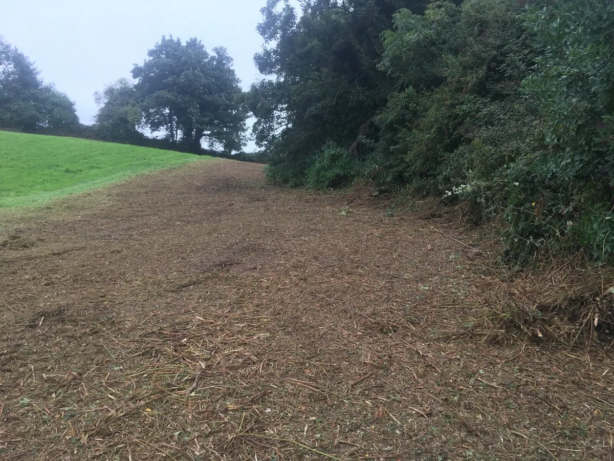 Tree surgery site clearance - Image 1